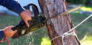 Best Tree Risk Assessment  in North Utica, IL