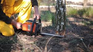 Best Tree Health Inspection  in North Utica, IL