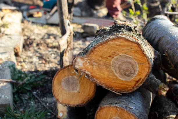 Best Firewood Processing and Delivery  in North Utica, IL