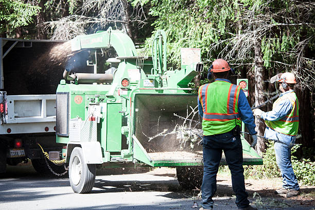 Best Hazardous Tree Removal  in North Utica, IL