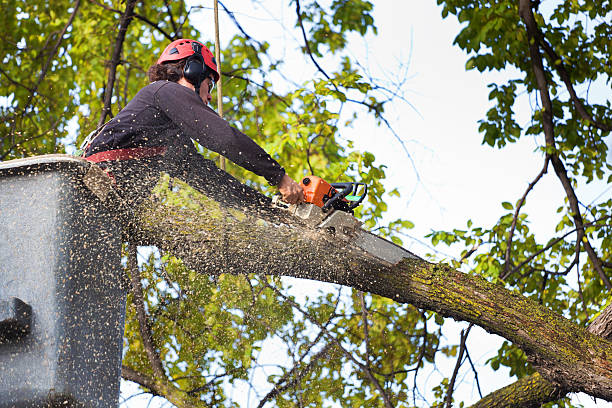 Best Tree Trimming and Pruning  in North Utica, IL