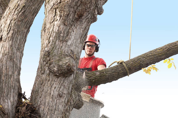 Best Tree and Shrub Care  in North Utica, IL